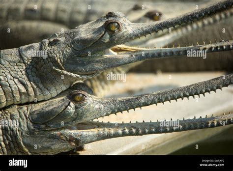 Gharials in a breeding center in Chitwan national park in Nepal Stock ...