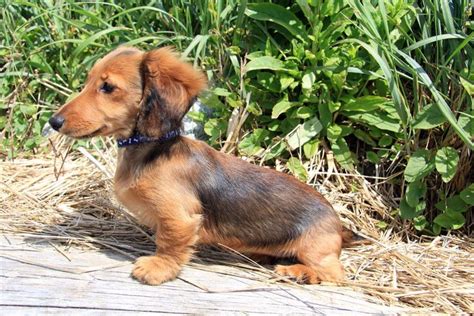 Crazy Things You Didn't Know About the Dachshund Terrier Mix | Puppies ...