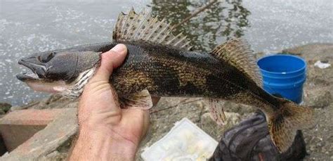 Sauger Stizostedion canadense