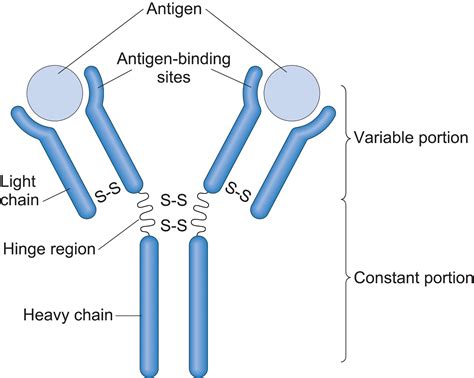 Antigen Antibody Reaction Diagram