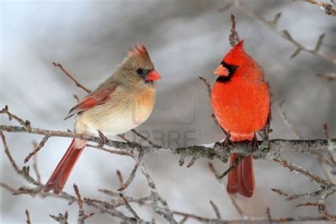 Cardinal | Storm Lake, IA - Official Website