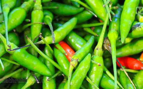 Huge demand for 'Kanthari' chilli in foreign markets; let's grow in ...