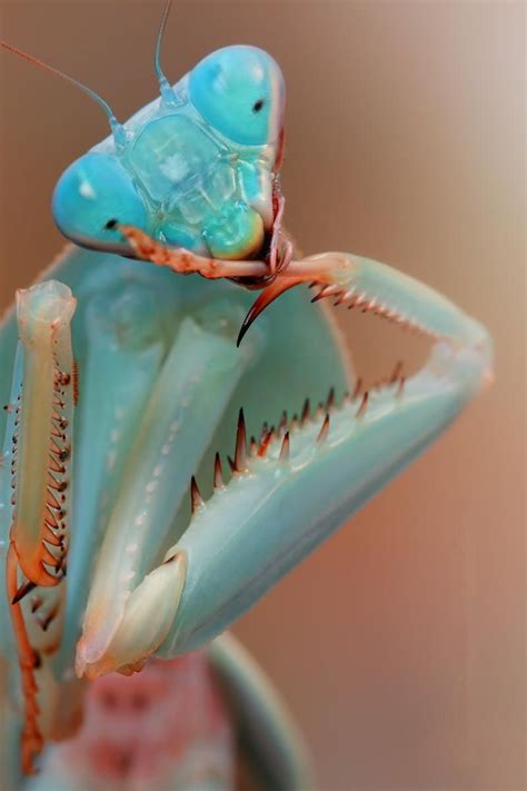 Blue Orchid Mantis (Hymenopus coronatus) [800*1200] | Praying mantis ...