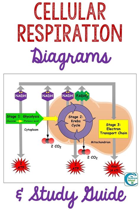 Cellular Respiration Diagram Worksheet