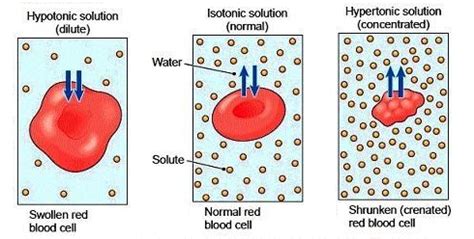 HYPOTONIC , ISOTONIC AND HYPERTONIC SOLUTION - EKUL EDUCATION