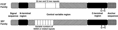 INCLUSION BODY MYOPATHY WITH EARLY-ONSET PAGET DISEASE WITH OR WITHOUT ...