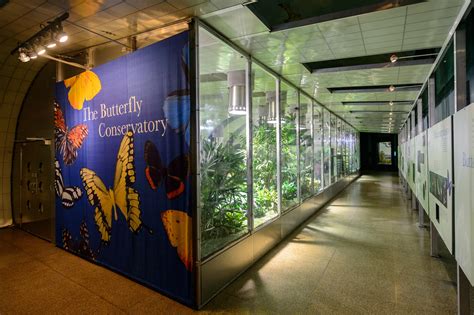 The Butterfly Conservatory | Things to do in New York