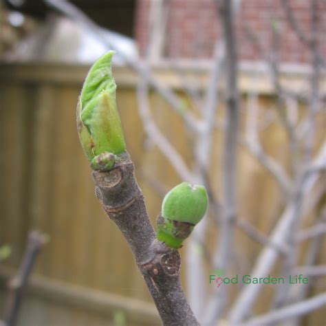 7 Tips to Boost Fig Tree Harvests in Cold Climates — Food Garden Life ...