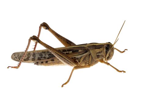 Grasshopper Transparent | PNG All