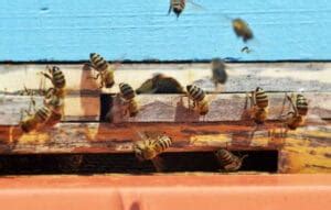 11 Critical Worker Bee Jobs In The Colony Bee Professor