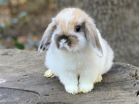 Holland Lop Rabbits For Sale | Houston, TX #324990