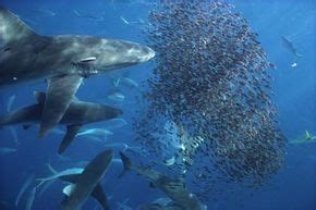 What causes a shark feeding frenzy? | HowStuffWorks