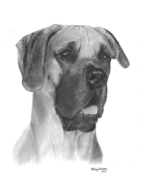 How To Draw A Great Dane Puppy at How To Draw