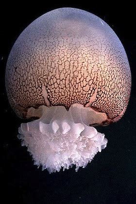 Jelly Balls | Science and the Sea