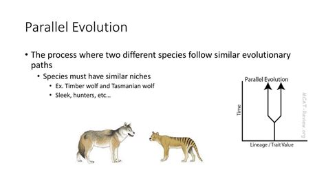 Parallel Evolution