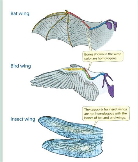 Convergent Evolution | Introduction & Examples