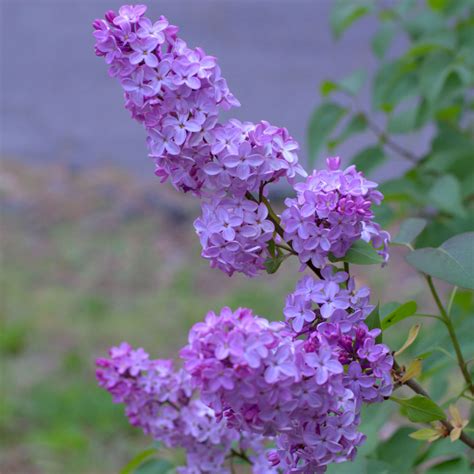 The Secret to Stunning Lilacs: Your Easy Guide to Pruning! - Flower ...