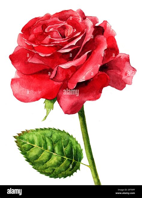 Hand painted, watercolor single red rose in full bloom Stock Photo - Alamy