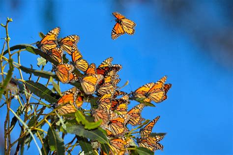 Monarch Butterfly Reserves in Mexico