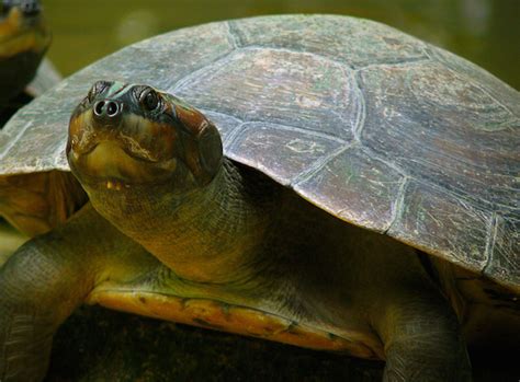 No longer 'deaf as a stump': researchers find turtles chirp, click ...