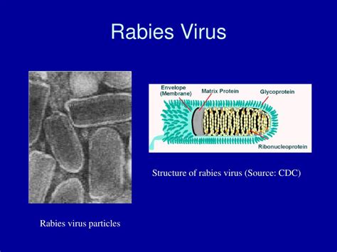 PPT - Viruses, continued PowerPoint Presentation, free download - ID ...