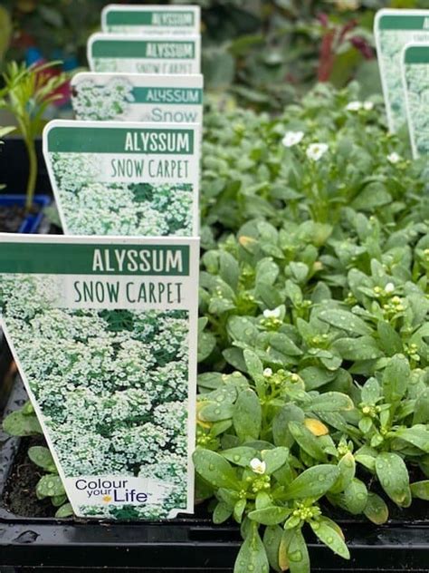 ALYSSUM WHITE | Garden Feast