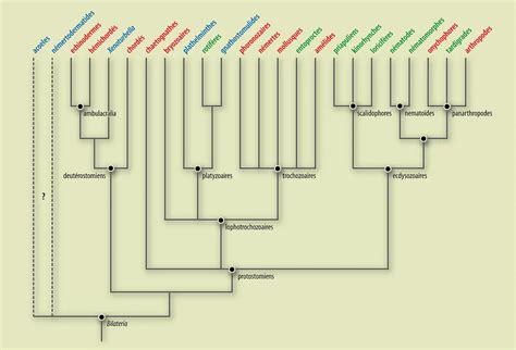 Phylogénie animale : classification des Bilateria - Média ...