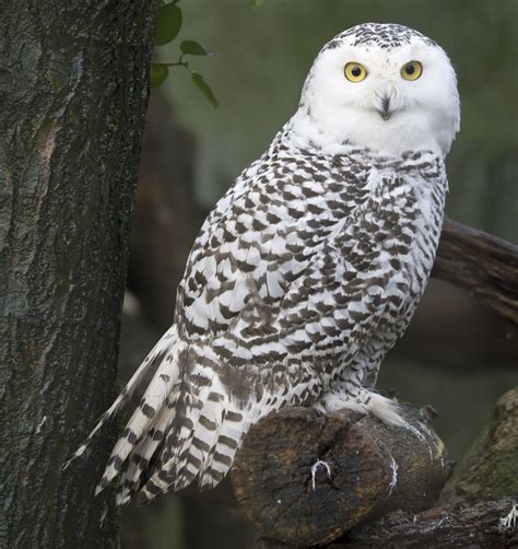 Habitat of Snowy Owls: Exploring the Cold Places They Live In