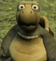 Turtle Meme-gif's | Tenor