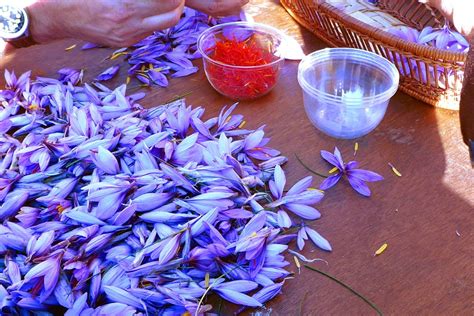 when is saffron harvested - Saffron Uses