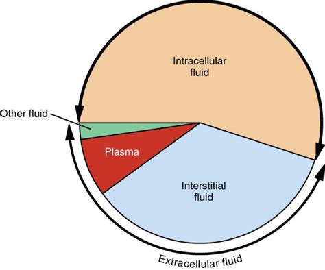 Fluid Spacing and Regulation of Water Balance - Overall Science