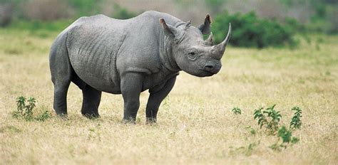 Black Rhino Facts, Habitat, Population in Wild, Conservation