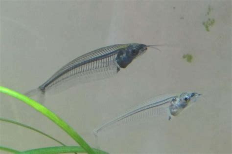 Glass Catfish: Complete Care Guide & Species Profile