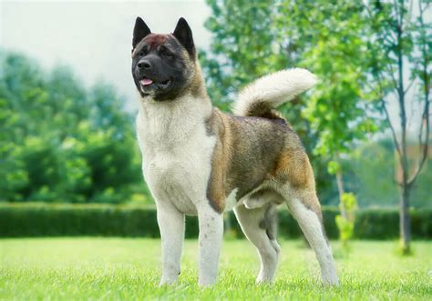 Akita | Central Park Puppies