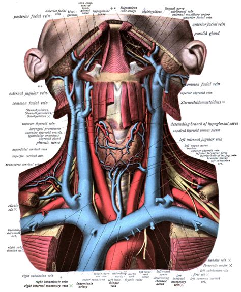 External Jugular Vein