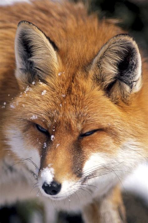 Red Fox in winter hunting. stock photo. Image of snow - 190269716