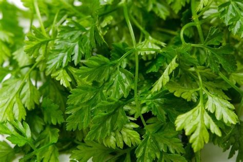 What Is Chervil? Discover The French Gourmet's Parsley