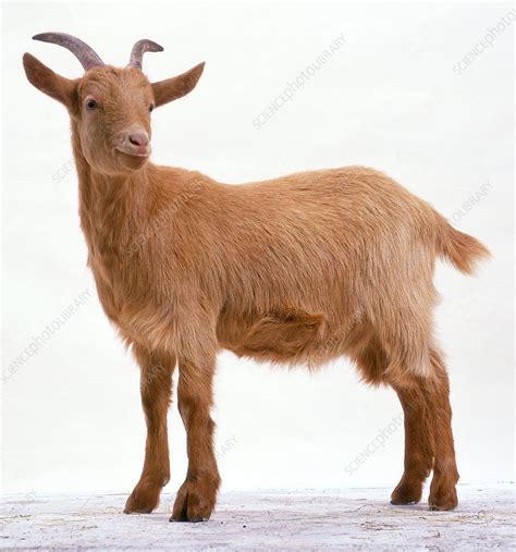 Domestic goat - Stock Image - C051/5645 - Science Photo Library