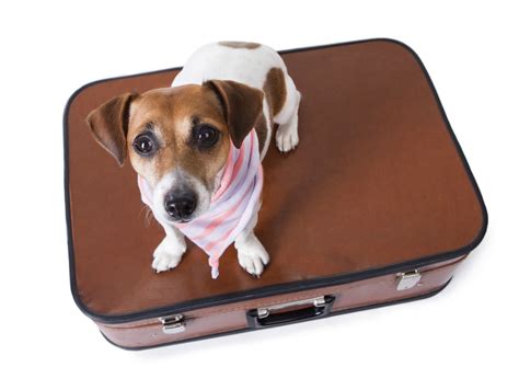 Dog Boarding | Bone Voyage Pet Resort | Garner NC