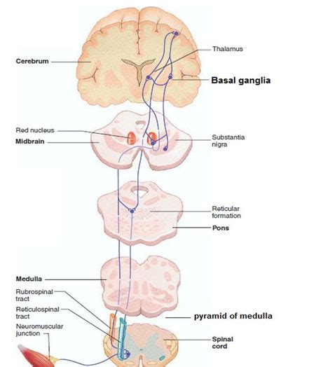 Extrapyramidal System Anatomy And Clinical Importance Kenhub