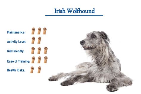 How Long Are Irish Wolfhounds