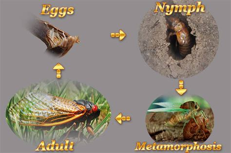 Cicada life cycle - ukraineboy