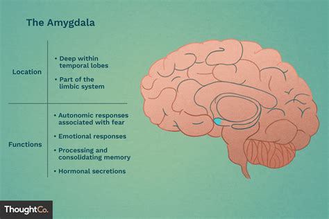 Amygdala's Location and Function