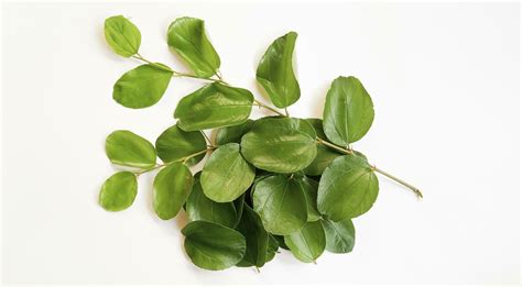 Daun Bidara or Ziziphus Mauritiana isolated on a white background ...