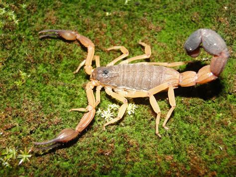 Arachnologists Discover Three New Species of Club-Tailed Scorpions ...