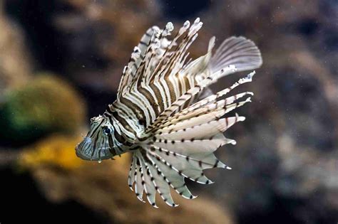 7 Most Beautiful Reef Safe Fish You Must Have For Your Aquarium