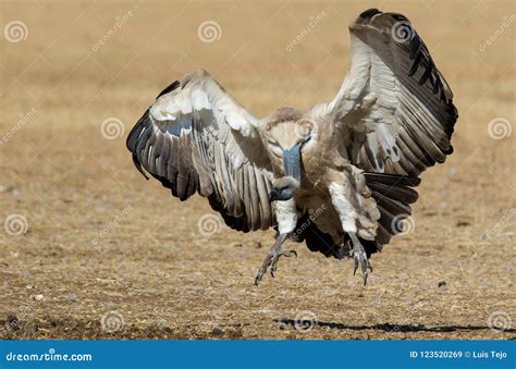 A Cape Vulture Photographed in South Africa Stock Image - Image of ...