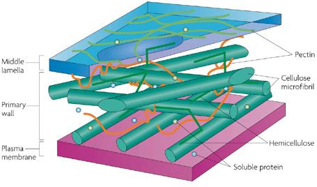 Plant plasma membrane and cell-wall structure | Learn Science at Scitable