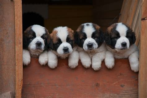 Wahid Safati / Favorites | 500px | St bernard puppy, St bernard dogs ...