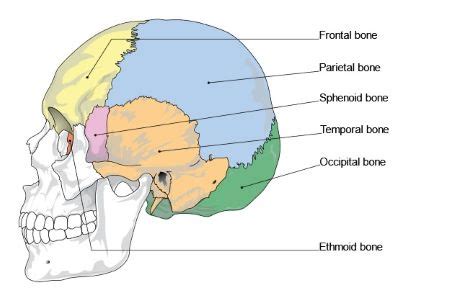 Temporal Bone | Anatomy, Diagram & Processes | Study.com